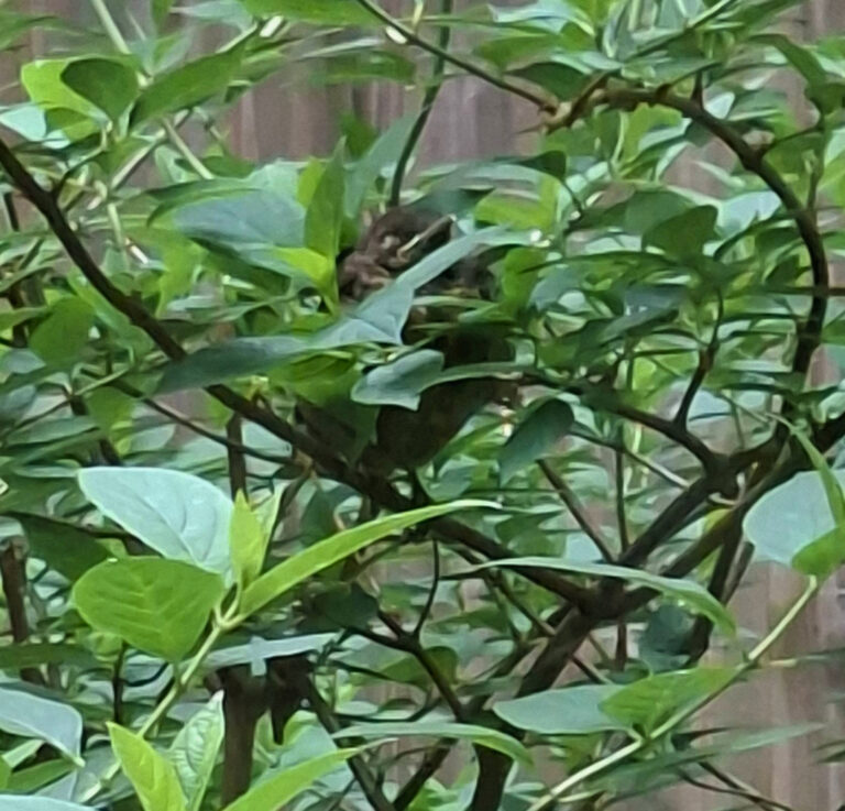 Ein Vogel sitzt im Strauch im Atrium des Hospizhauses