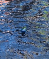 Erinnerungsschiff im Wasser