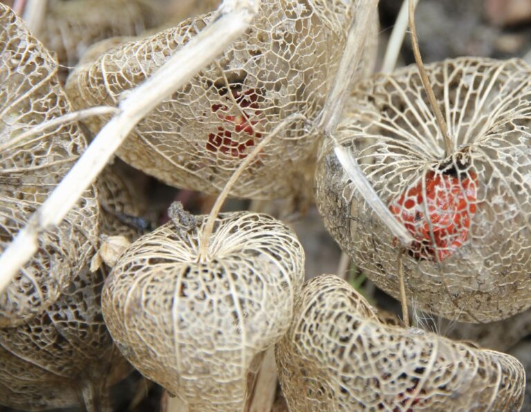 Mehrere getrocknete Lampionpflanzen (Physalis alkekengi) mit ihren typischen, netzartigen, durchscheinenden Hüllen und leuchtend roten Früchten im Inneren. Die hellbraunen, trockenen Stängel heben sich vor einem unscharfen Hintergrund ab, der die filigranen Strukturen der Lampionhüllen betont.