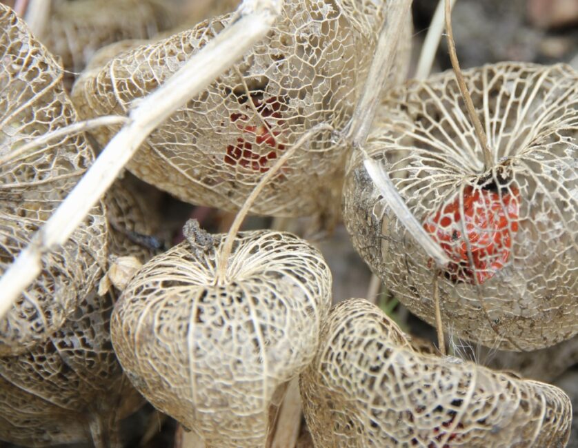 Mehrere getrocknete Lampionpflanzen (Physalis alkekengi) mit ihren typischen, netzartigen, durchscheinenden Hüllen und leuchtend roten Früchten im Inneren. Die hellbraunen, trockenen Stängel heben sich vor einem unscharfen Hintergrund ab, der die filigranen Strukturen der Lampionhüllen betont.