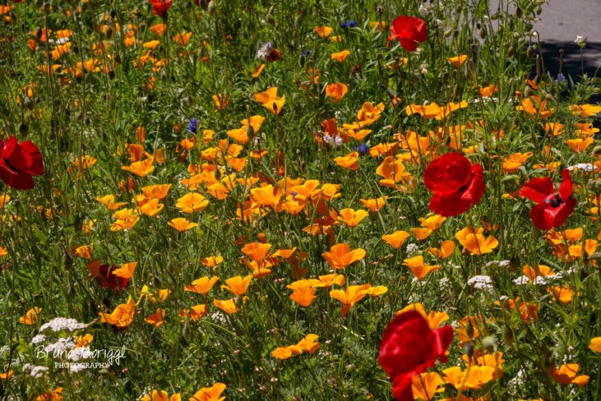 Ein Feld mit leuchtend orangefarbenen und roten Mohnblumen (vermutlich Kalifornischer Mohn), die dicht beieinander auf grünen Stängeln mit Blattwerk stehen. Im Hintergrund ist ein Teil eines Weges oder einer Straße sichtbar. Unten links befindet sich ein Wasserzeichen mit dem Text “Bruno Moriggl PHOTOGRAPHY”.
