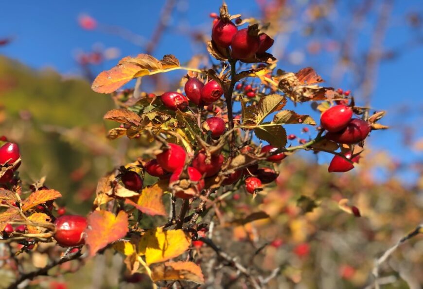 Nahaufnahme eines Hagebuttenstrauchs mit leuchtend roten Hagebutten und herbstlich verfärbten Blättern vor blauem Himmel.